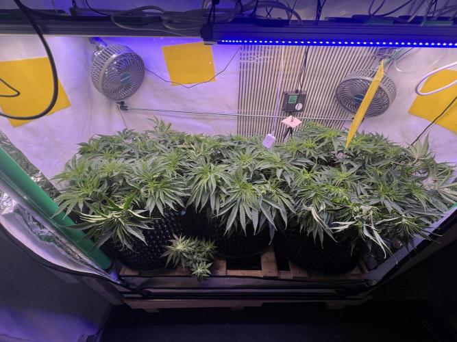 Copy Cat Super Drip S1. Week 8