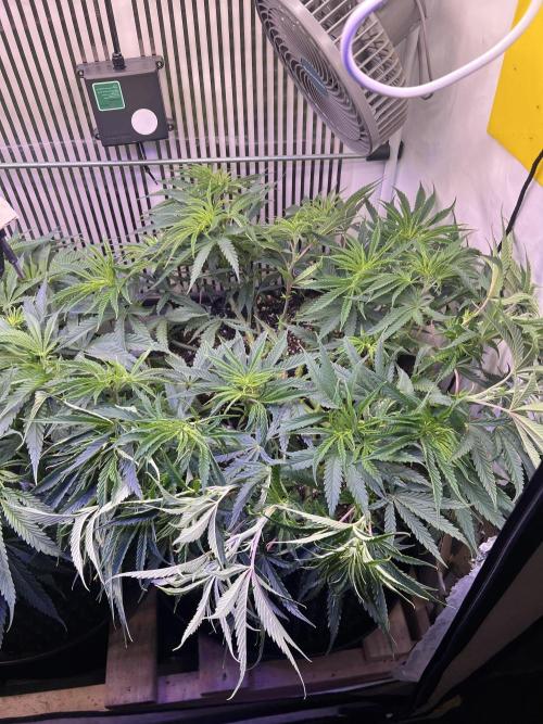 Copy Cat Super Drip S1. Week 8