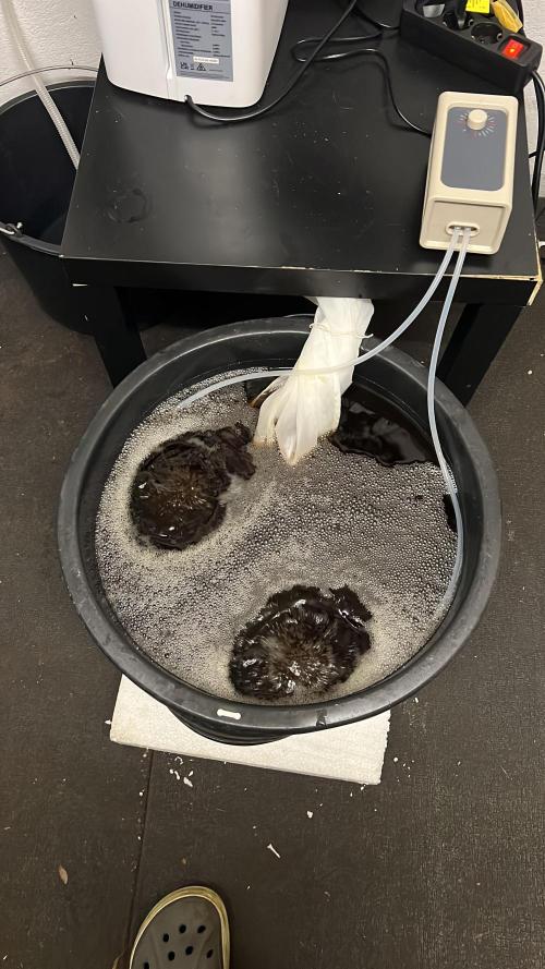 Copy Cat Super Drip S1. Week 9 - Day 2 , Std.: 25, Tea