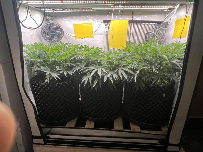 Copy Cat Super Drip S1. Week 9 - Day 2 Flower
