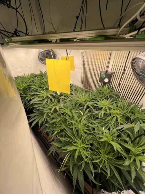 Super Drip s1. Week 9