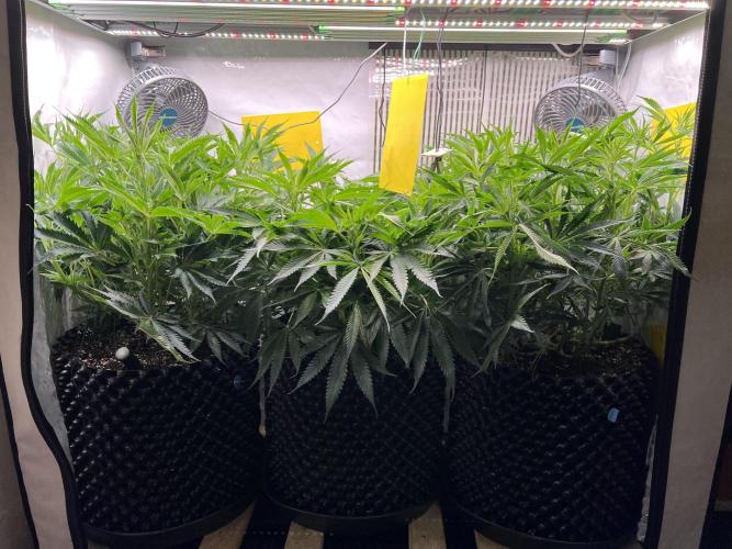 Super Drip s1. Week 9