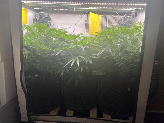 Copy Cat Super Drip S1. Week 10 - Day 8 Flower