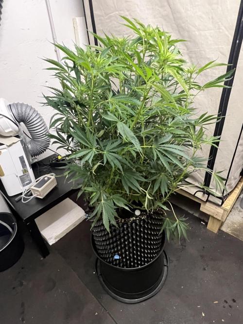 Copy Cat Super Drip S1. Week 10 - Day 11 Flower 1 Before