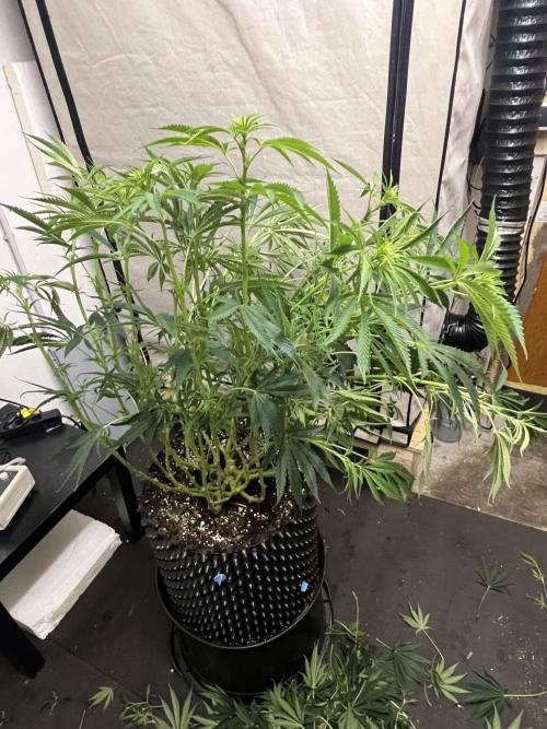 Copy Cat Super Drip S1. Week 10 - Day 11 Flower 1 After