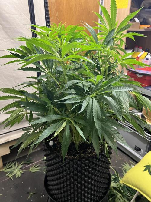 Copy Cat Super Drip S1. Week 10 - Day 11 Flower 2 Before