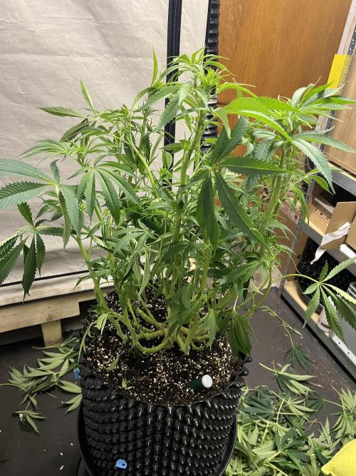 Copy Cat Super Drip S1. Week 10 - Day 11 Flower 2 After