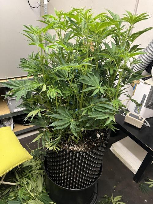 Copy Cat Super Drip S1. Week 10 - Day 11 Flower 3 Before
