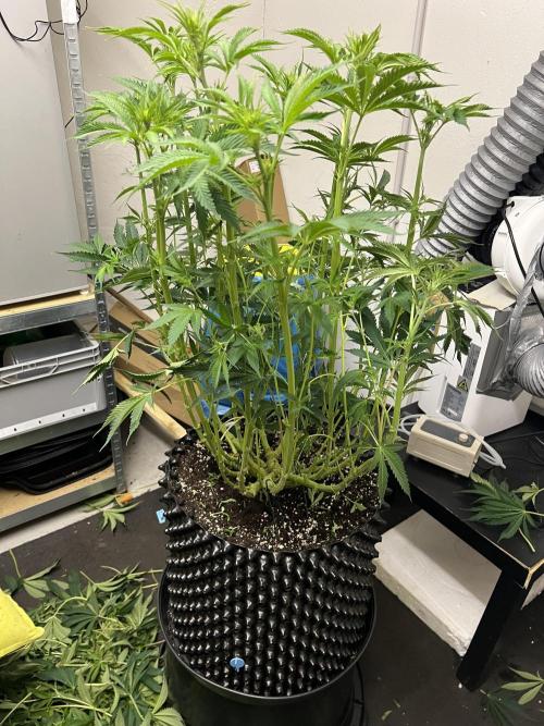 Copy Cat Super Drip S1. Week 10 - Day 11 Flower 3 After