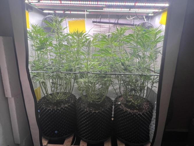 Copy Cat Super Drip S1. Week 11 - Day 15 Flower