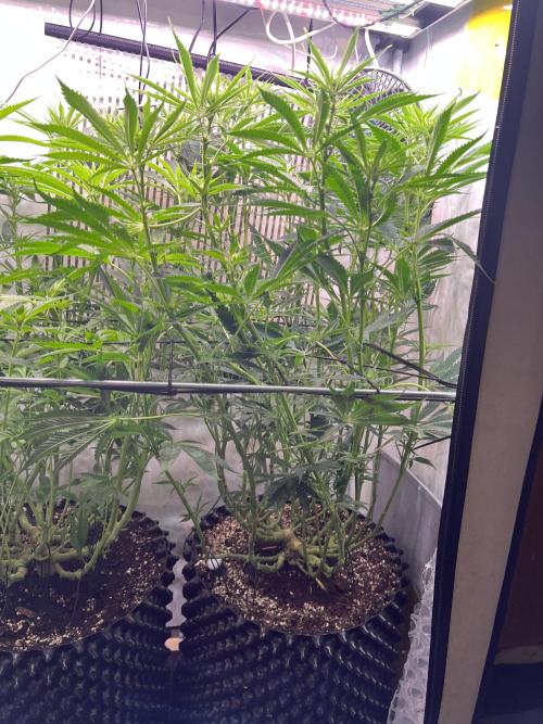 Copy Cat Super Drip S1. Week 11 - Day 15 Flower