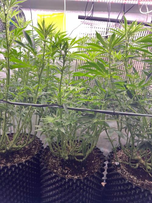 Copy Cat Super Drip S1. Week 11 - Day 15 Flower