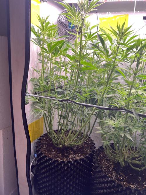 Copy Cat Super Drip S1. Week 11 - Day 15 Flower