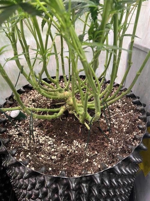 Super Drip s1. Week 11
