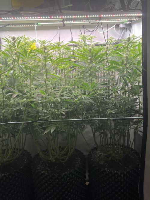 Copy Cat Super Drip S1. Week 12