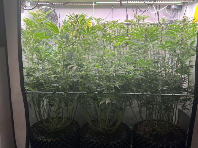 Copy Cat Super Drip S1. Week 12