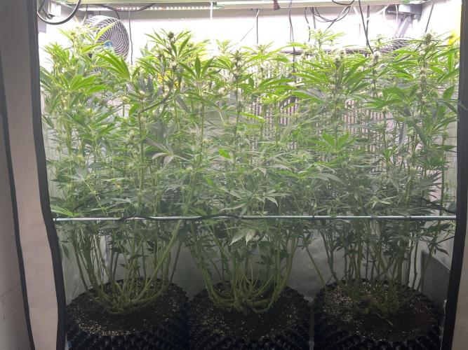 Super Drip s1. Week 12