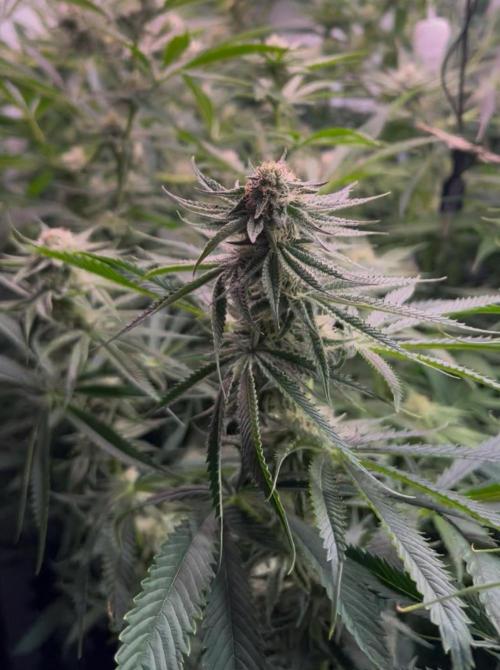 Super Drip s1. Week 13