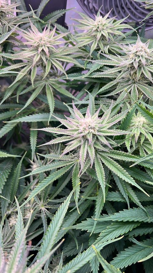Super Drip s1. Week 13