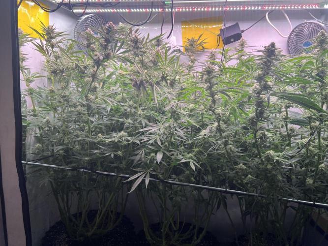 Super Drip s1. Week 13