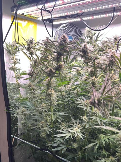 Copy Cat Super Drip S1. Week 14