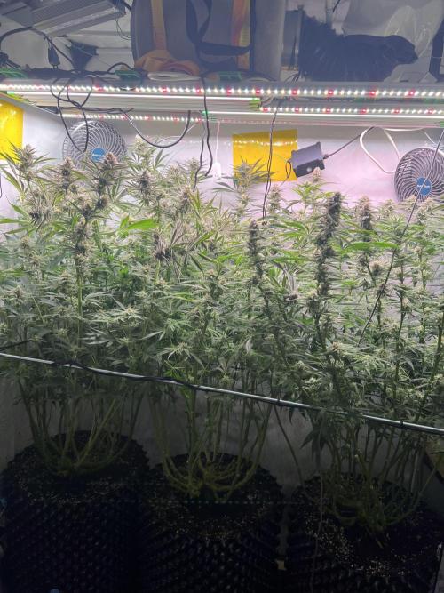Copy Cat Super Drip S1. Week 14