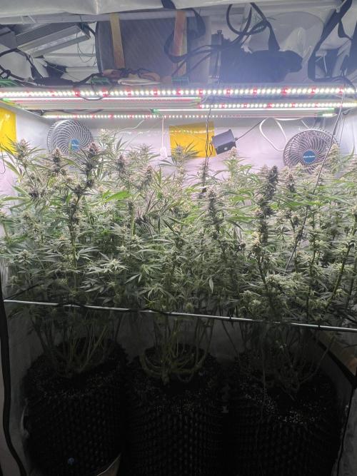 Super Drip s1. Week 14