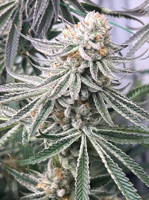 Super Drip s1. Week 14