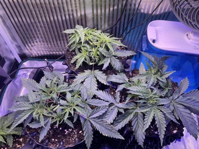 Copy Cat Super Drip S1. Week 3 - Week 3 Day 7 - Before LST