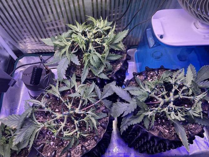 Copy Cat Super Drip S1. Week 4