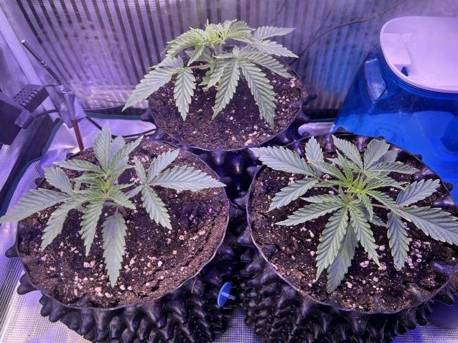 Copy Cat Super Drip S1. Week 2 - Week 2 Day 4