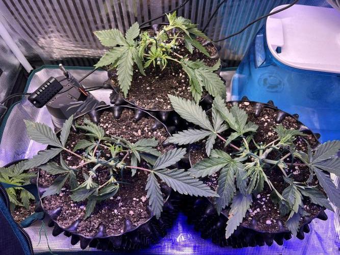 Copy Cat Super Drip S1. Week 3 - Week 3 Day 3