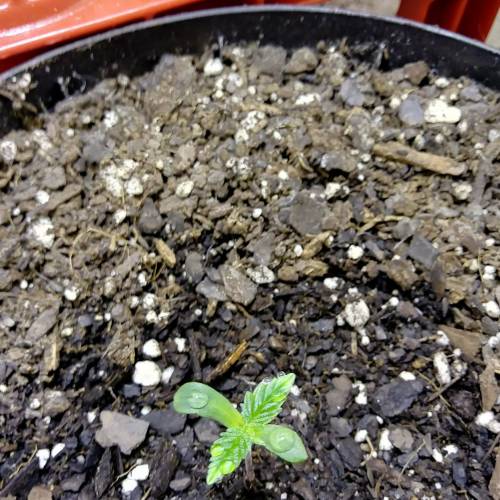 Laika (ChemdawgXSpaceQueen). Week 1