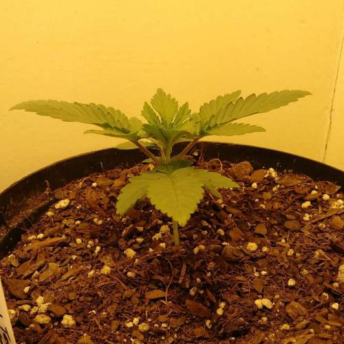 Laika (ChemdawgXSpaceQueen). Week 2 - 05/30