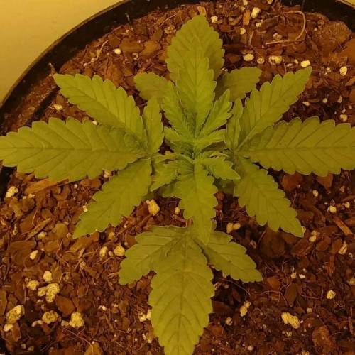 Laika (ChemdawgXSpaceQueen). Week 2