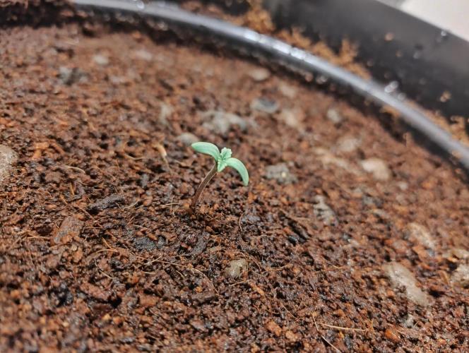 BF Liberty haze - Yippee Ki‐Yay MF. Week 0 - Up and away