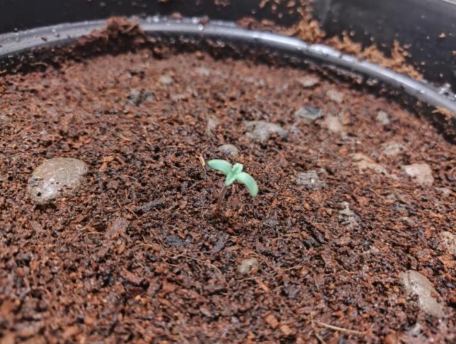 BF Liberty haze - Yippee Ki‐Yay MF. Week 0 - 2