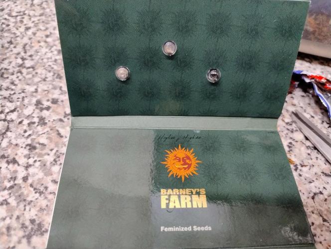 BF Liberty haze - Yippee Ki‐Yay MF. Week 0 - 3