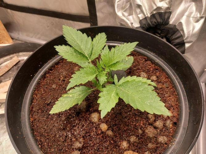 BF Liberty haze - Yippee Ki‐Yay MF. Week 1