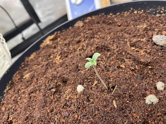 Dutch passion - Auto critical punch. Week 0 - 30/9 

24 hours since sprouting. Got a nice breeze going over them to strengthen the stems. 

