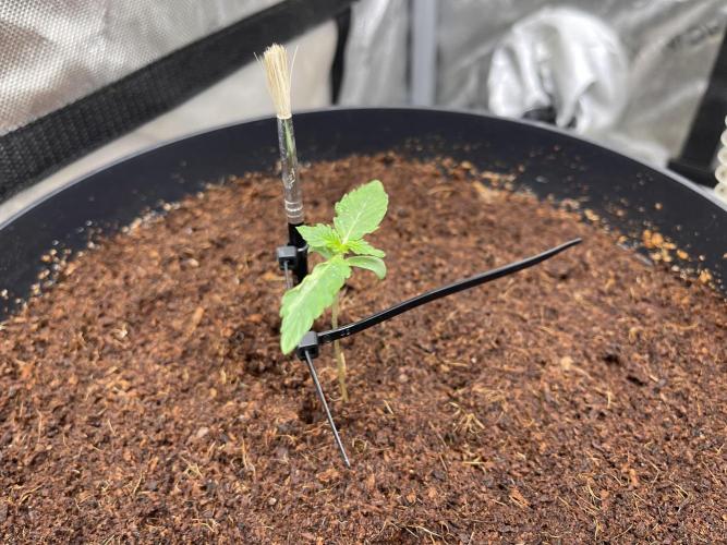 Dutch passion - Auto critical punch. Week 0