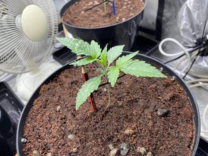 Auto Critical Orange Punch. Week 1
