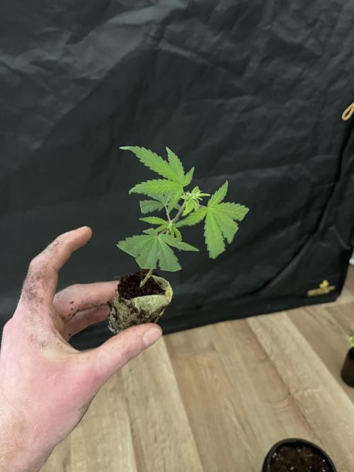 Monster Cropping 1.0. Week 0 - clown from day 16 of flowering.
clonex, jiffy + mycorrhizae
