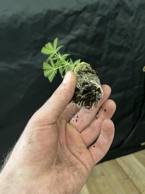 Monster Cropping 1.0. Week 0 - clown from day 16 of flowering.
clonex, jiffy + mycorrhizae