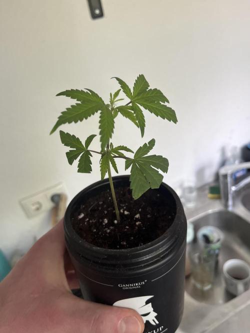 Monster Cropping 1.0. Week 0