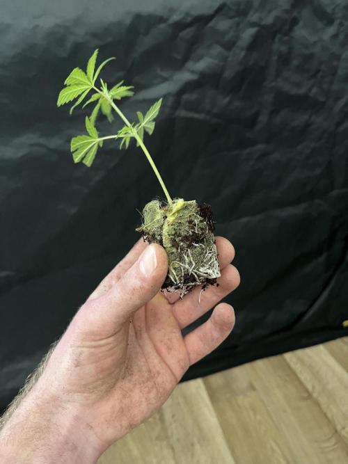 Monster Cropping 1.0. Week 0 - clown from day 16 of flowering.
clonex, jiffy + mycorrhizae