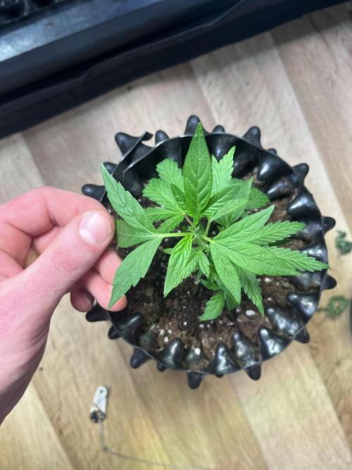 Monster Cropping 1.0. Week 3