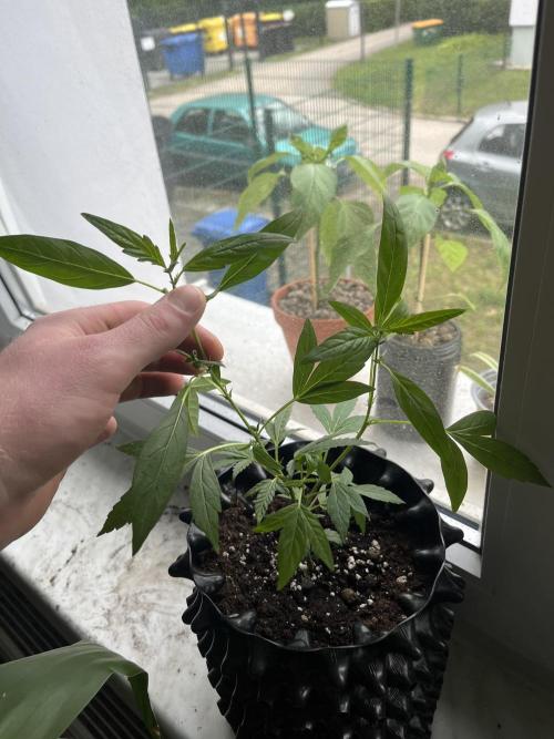 Monster Cropping 1.0. Week 3