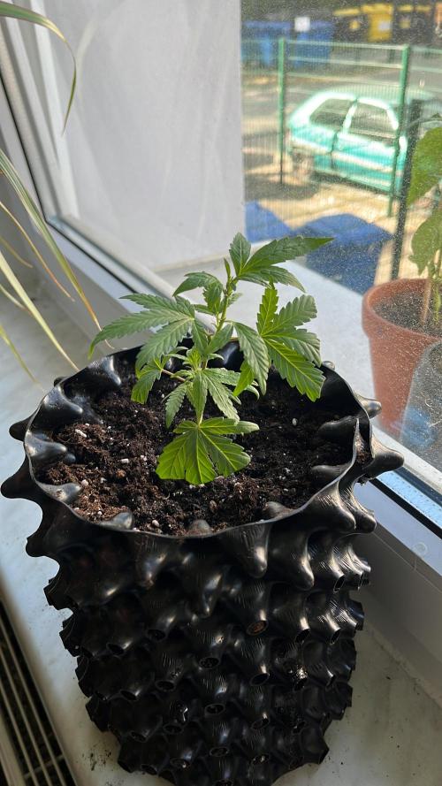 Monster Cropping 1.0. Week 3