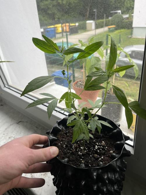 Monster Cropping 1.0. Week 3